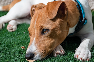Dog Poop Pickup in Highland Michigan
