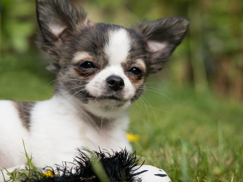 Dog Poop Pickup in Highland Michigan