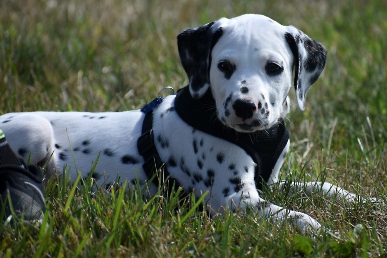 Dog Poop Pickup in Highland Michigan