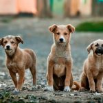Dog Poop Pickup in Highland Michigan